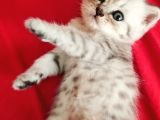 British Yavru Erkek Kedi Sahiplendirme