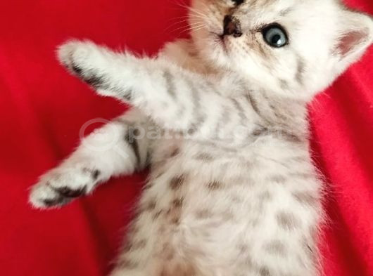 British Yavru Erkek Kedi Sahiplendirme görsel