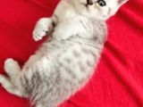 British Yavru Erkek Kedi Sahiplendirme