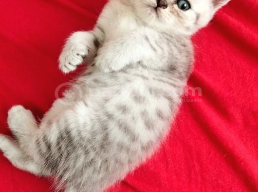 British Yavru Erkek Kedi Sahiplendirme görsel