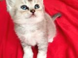 british Yavru Dişi Kedi Sahiplendirme - İstanbul