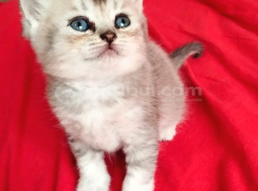 British Yavru Dişi Kedi Sahiplendirme - İstanbul