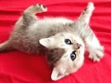 British Yavru Dişi Kedi Sahiplendirme - İstanbul