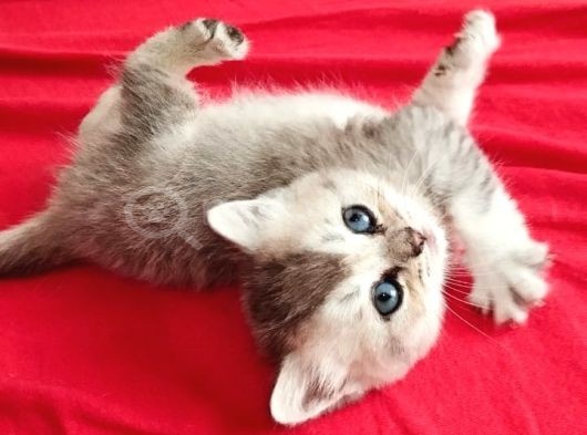 British Yavru Dişi Kedi Sahiplendirme - İstanbul görsel