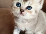 British Yavru Dişi Kedi Sahiplendirme - İstanbul