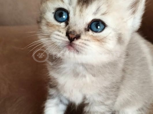 British Yavru Dişi Kedi Sahiplendirme - İstanbul görsel