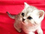 british Yavru Erkek Kedi Sahiplendirme - İSTANBUL