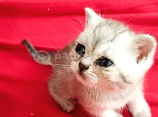 British Yavru Erkek Kedi Sahiplendirme - İstanbul