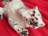 British Yavru Erkek Kedi Sahiplendirme - İstanbul