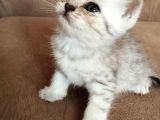 British Yavru Erkek Kedi Sahiplendirme - İstanbul