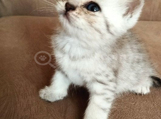 British Yavru Erkek Kedi Sahiplendirme - İstanbul görsel