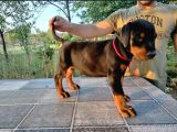 Show kalite biblo gibi doberman yavrular
