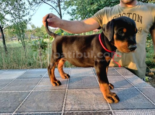 Show Kalite Biblo Gibi Doberman Yavrular