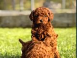 Mükemmel Irk Garantili Toy Poodle