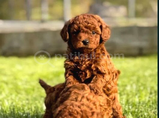 Mükemmel Irk Garantili Toy Poodle