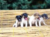 KISA BACAK KISA KUYRUK JACK RUSSEL YAVRULAR