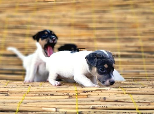 Kisa Bacak Kisa Kuyruk Jack Russel Yavrular görsel