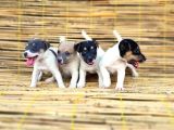 Kisa Bacak Kisa Kuyruk Jack Russel Yavrular