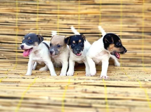 Kisa Bacak Kisa Kuyruk Jack Russel Yavrular görsel