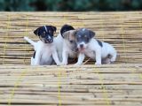 Kisa Bacak Kisa Kuyruk Jack Russel Yavrular