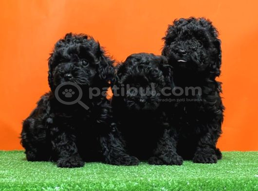 Si̇yah En Özel Toy Poodle Yavrulari görsel