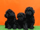 Si̇yah En Özel Toy Poodle Yavrulari
