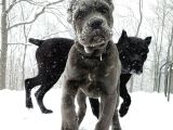 XXL CANE CORSO YAVRULARIM