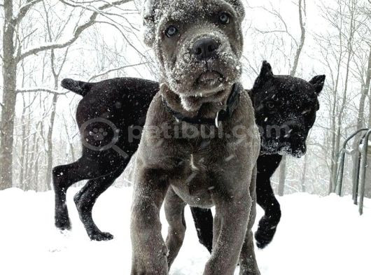 Xxl Cane Corso Yavrularim