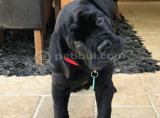 Xxl Cane Corso Yavrularim görsel