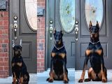 ESTETİK GÜZELLERİ KİNG DOBERMAN