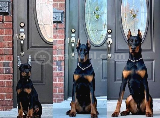 Esteti̇k Güzelleri̇ Ki̇ng Doberman