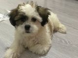 Morkie  7 aylık _ Kuki_