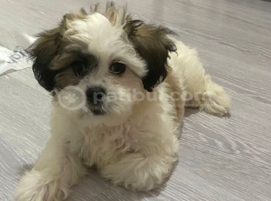 Morkie  7 Aylık _ Kuki_