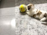 Morkie  7 Aylık _ Kuki_