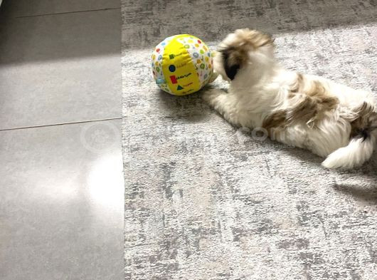 Morkie  7 Aylık _ Kuki_ görsel