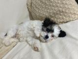 Morkie  7 Aylık _ Kuki_