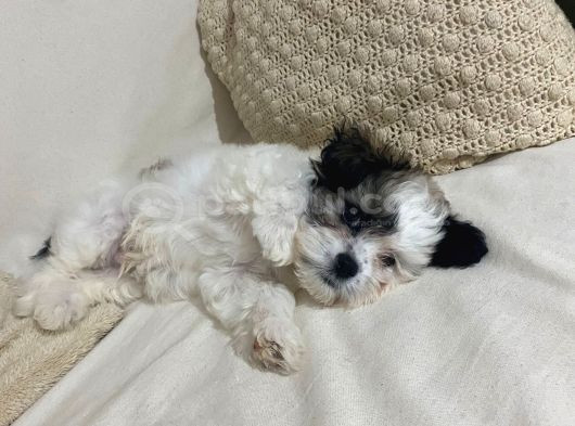 Morkie  7 Aylık _ Kuki_ görsel