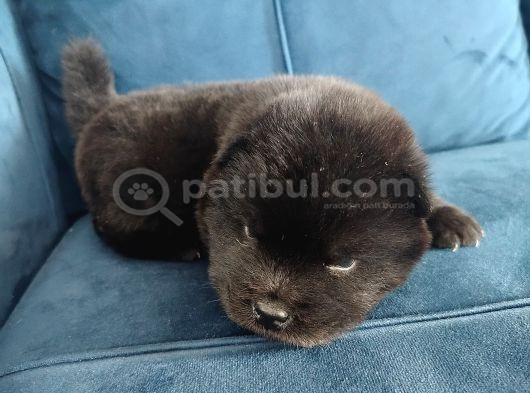 Çin Aslanı Chow Chow Yavrusu görsel