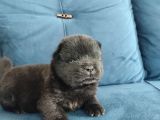Çin Aslanı Chow Chow Yavrusu