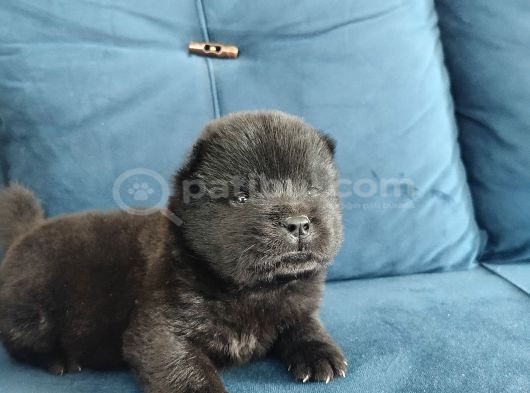 Çin Aslanı Chow Chow Yavrusu görsel