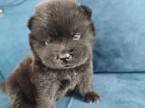 Çin Aslanı Chow Chow Yavrusu
