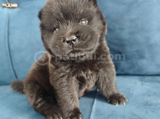 Çin Aslanı Chow Chow Yavrusu görsel
