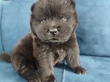 Çin aslanı chow chow yavrusu