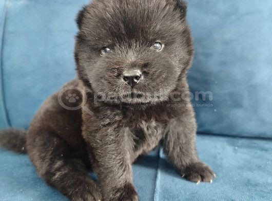 Çin Aslanı Chow Chow Yavrusu
