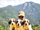 HEİDİ NİN KÖPEĞİ FİLM YILDIZI SAİNT BERNARD YAVRULAR