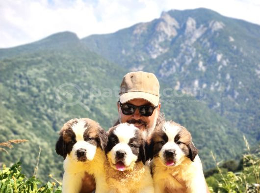 Hei̇di̇ Ni̇n Köpeği̇ Fi̇lm Yildizi Sai̇nt Bernard Yavrular
