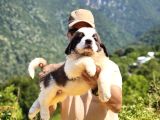 Hei̇di̇ Ni̇n Köpeği̇ Fi̇lm Yildizi Sai̇nt Bernard Yavrular