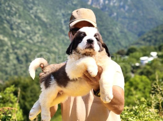 Hei̇di̇ Ni̇n Köpeği̇ Fi̇lm Yildizi Sai̇nt Bernard Yavrular görsel