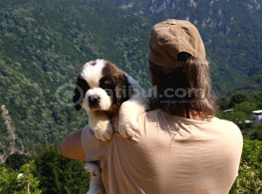 Hei̇di̇ Ni̇n Köpeği̇ Fi̇lm Yildizi Sai̇nt Bernard Yavrular görsel
