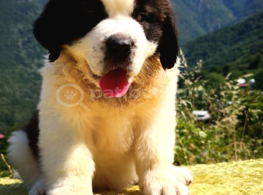 Hei̇di̇ Ni̇n Köpeği̇ Fi̇lm Yildizi Sai̇nt Bernard Yavrular görsel